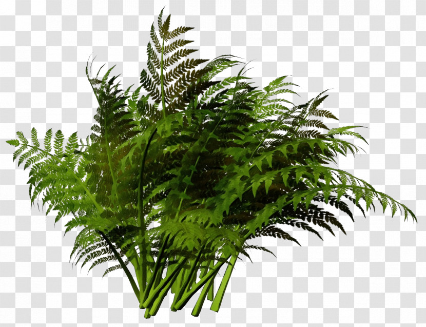 Fern Transparent PNG