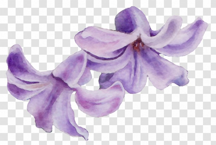 Lavender - Lilac - Moth Orchid Bellflower Family Transparent PNG