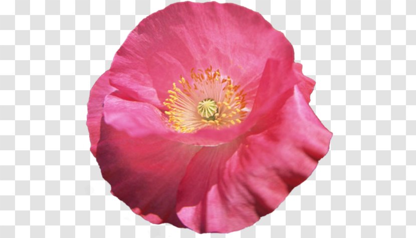 Poppy Flower Clip Art - Author - Albom Transparent PNG