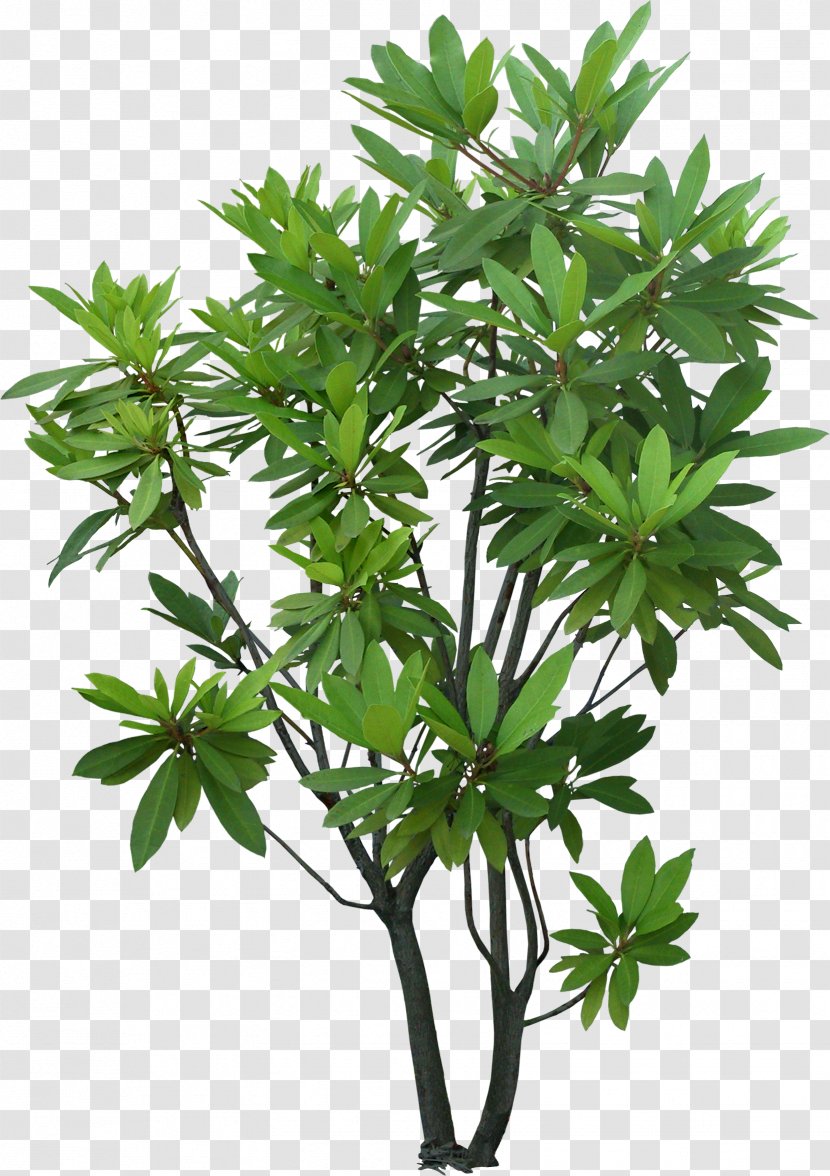 Tree Shrub Plant Evergreen Garden - Flowerpot Transparent PNG