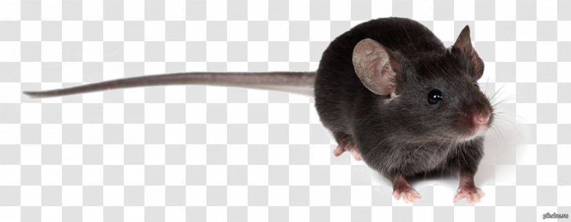 Rat House Mouse Murids Myomorpha - Snout Transparent PNG