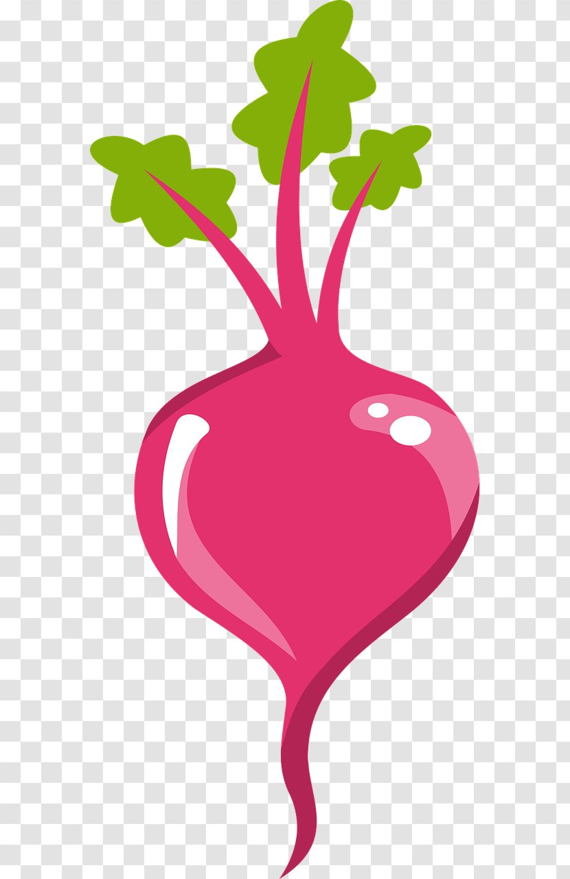 Common Beet Beetroot Vegetable Clip Art - Tree Transparent PNG