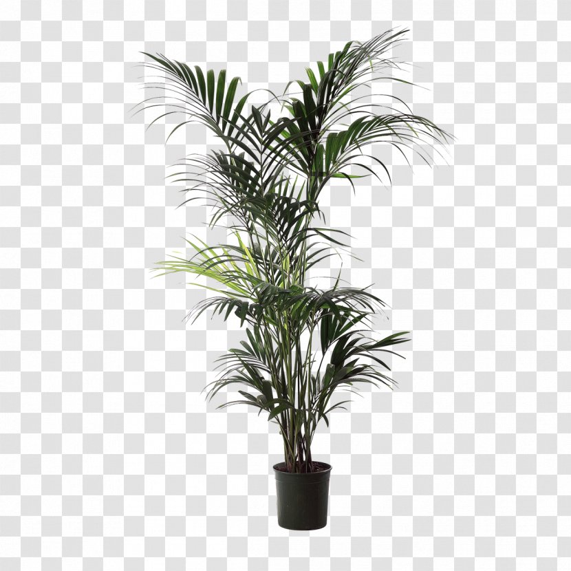 Babassu Areca Palm Houseplant Arecaceae Flowerpot - Plant Stem - Compact Van Transparent PNG