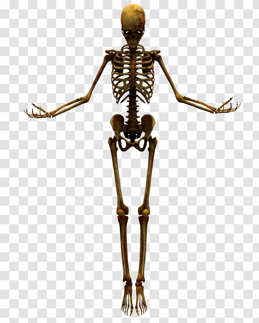 Human Skeleton Skull - Bones Transparent PNG