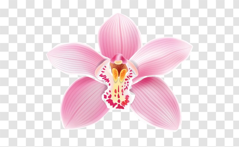 Cattleya Orchids Clip Art Image - Phalaenopsis Equestris - Orchid Vector Transparent PNG