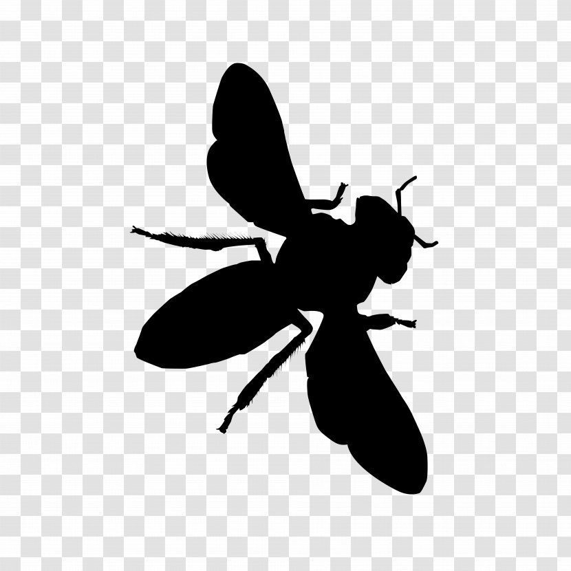 Insect Honey Bee Pollinator Black And White - Fly - Wasp Transparent PNG