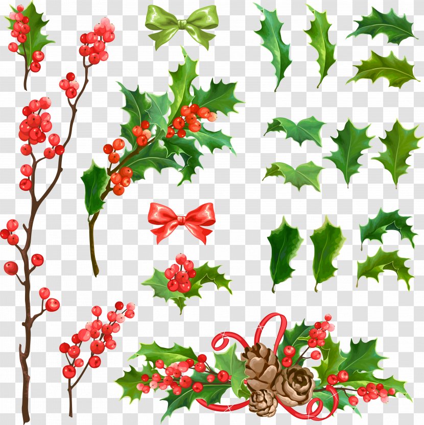 Common Holly Christmas Decoration Euclidean Vector - Plant - Various Styles Tree Transparent PNG