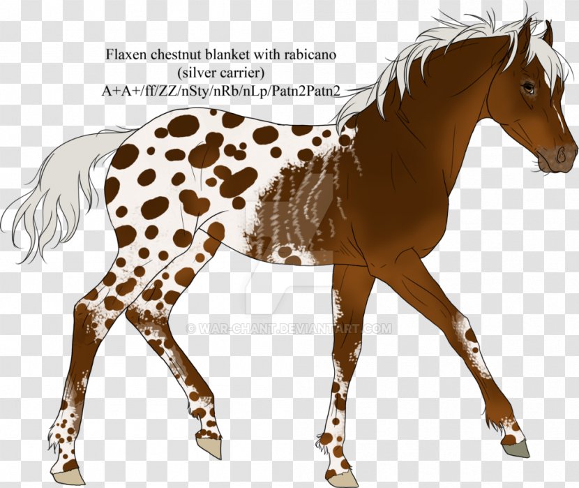 Foal Stallion Mare Mustang Colt - Giraffidae Transparent PNG