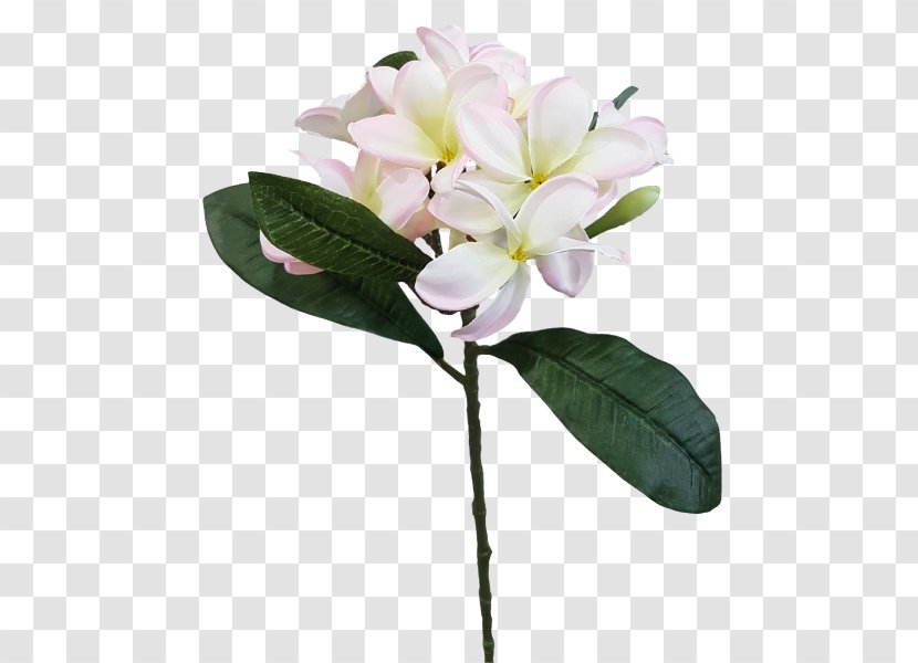 Lily Of The Incas Cut Flowers Plant Stem Common Lilac - Flower - Plumeria Alba Tree Transparent PNG