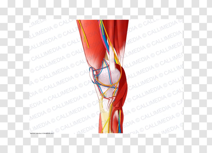 Shoulder Knee Blood Vessel Muscle Nerve - Heart - Vessels Transparent PNG