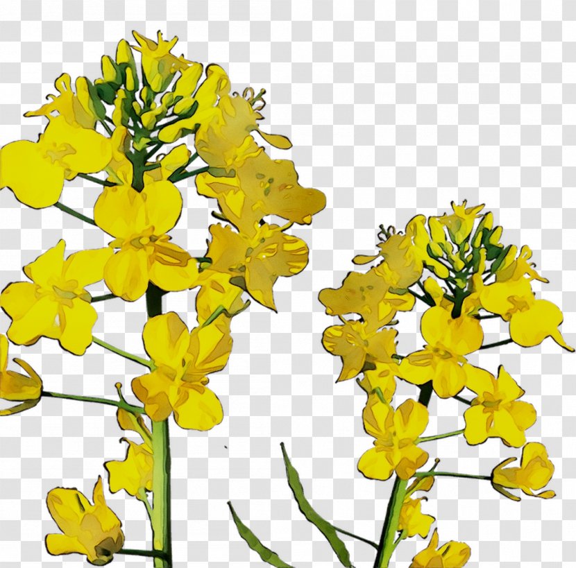 Canola Oil Field Mustard Rapeseed Yellow Plant - Brassica Transparent PNG