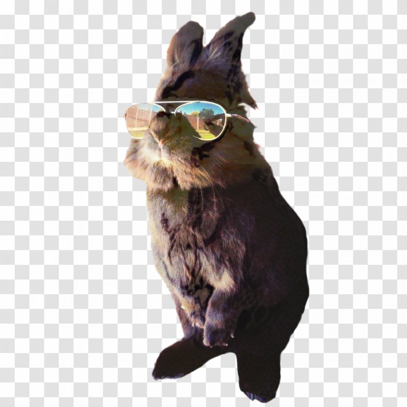 Cat Background - Rabbit - Ear Gesture Transparent PNG