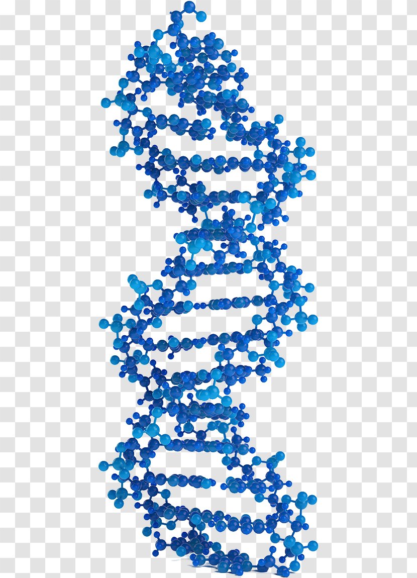Molecular Models Of DNA Genetics Virus Nucleic Acid Double Helix - Structure - Genomic Dna Transparent PNG