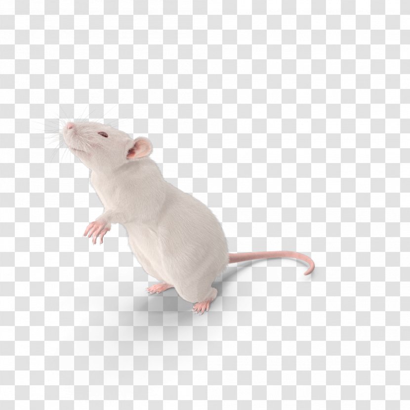 Mouse Brown Rat Laboratory Murids Rodent Transparent PNG
