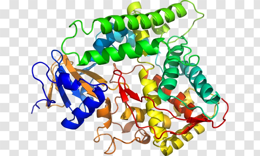 Homo Sapiens BACH1 Gene Protein Transcription Factor - Watercolor - Silhouette Transparent PNG
