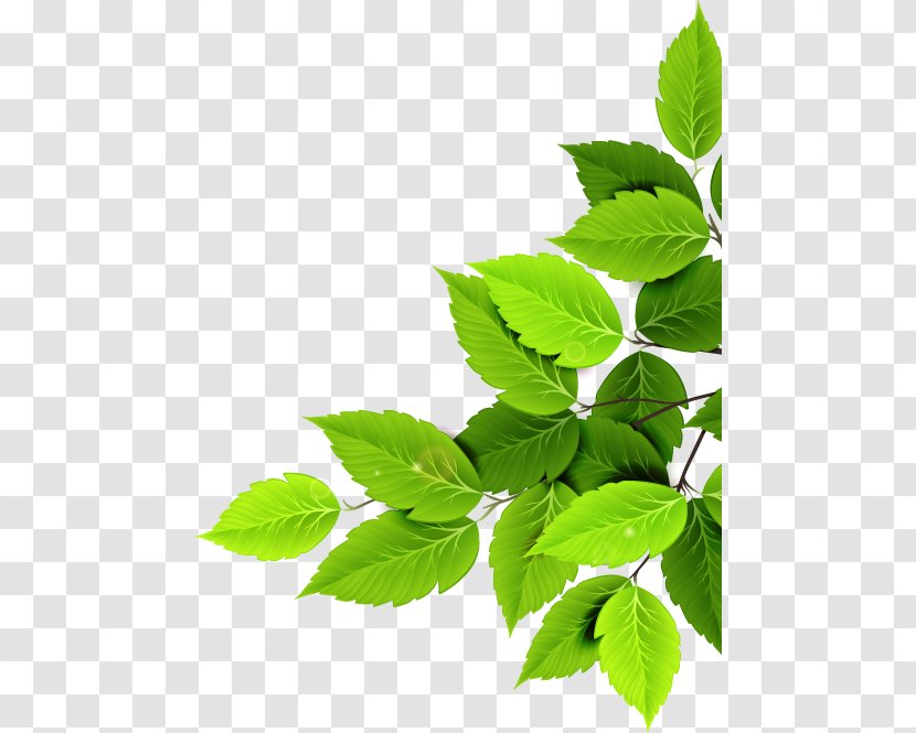 Brno Joint-stock Company Fruta Bohemia A.s. Legal Name - Plant - Flower Transparent PNG