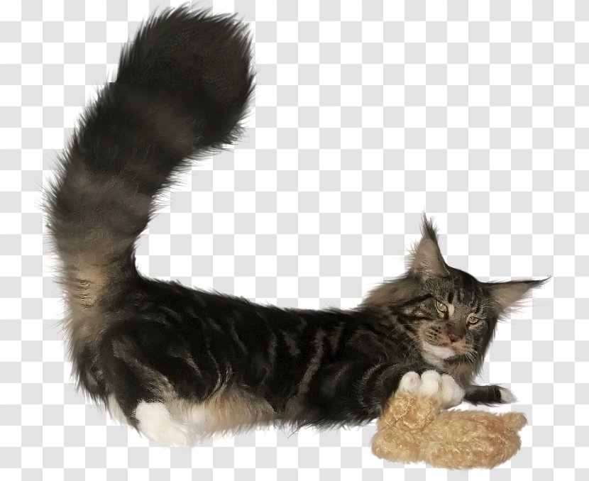 Maine Coon Kitten Norwegian Forest Cat Domestic Short-haired Whiskers Transparent PNG