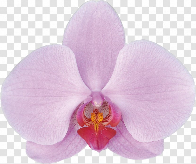 Moth Orchids Flowering Plant - Orchid Transparent PNG