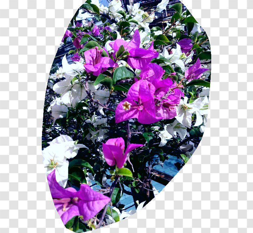 Cut Flowers Floral Design Rose Family Petal - Purple Transparent PNG