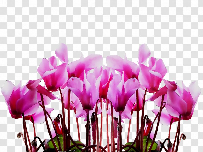 Tango West Ltd Mother's Day Image Flower Portable Network Graphics - Purple - Cut Flowers Transparent PNG