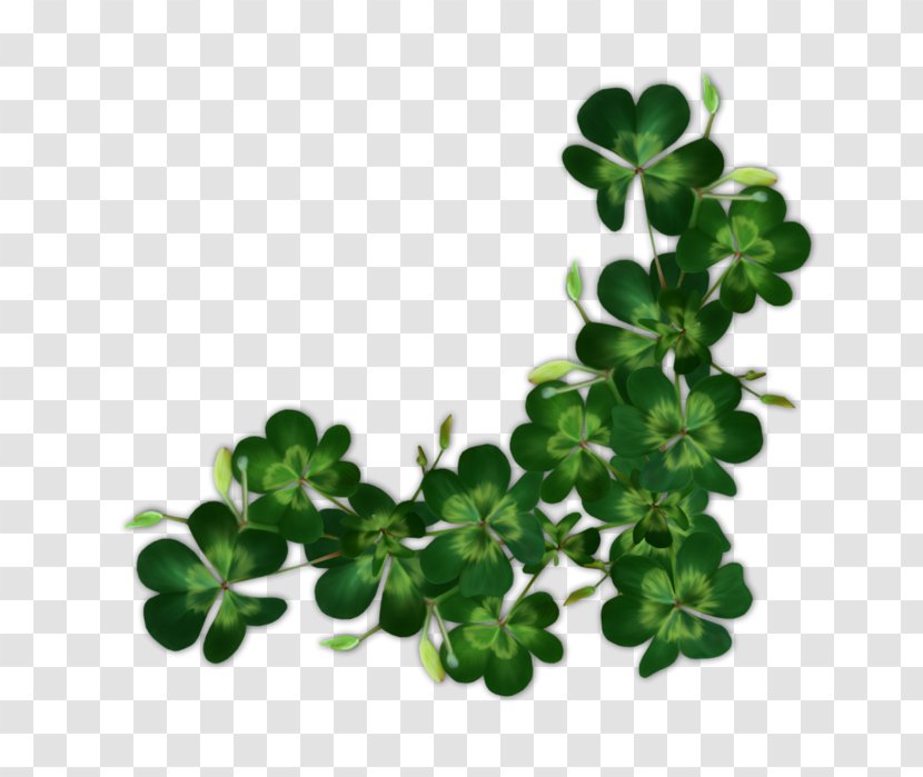 Saint Patrick's Day Shamrock Ireland Irish People - Clover Transparent PNG