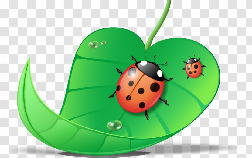 Ladybird Beetle CorelDRAW - Creativity Transparent PNG