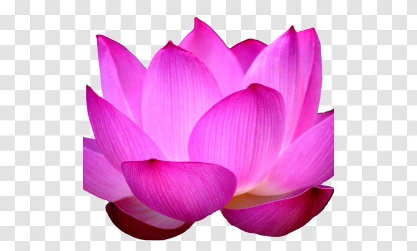 Lakshmi Sacred Lotus Water Lilies Egyptian - Nelumbonaceae Transparent PNG