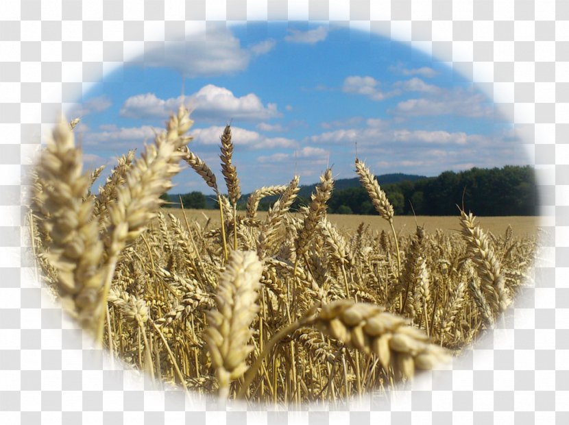 Wheat Poland Strueby Agencies Inc Agriculture - Emmer Transparent PNG