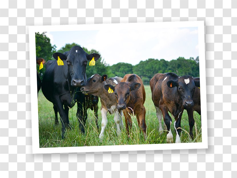 Dairy Cattle Calf Organic Food - Milk Transparent PNG