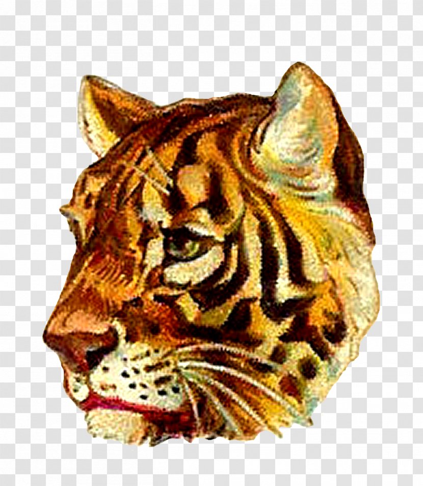 Tiger Lion Whiskers Felidae Cat - Claw Transparent PNG