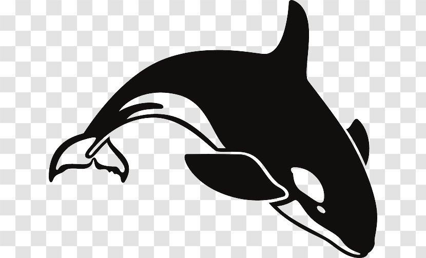 The Killer Whale Cetacea Clip Art - Snout - Dolphin Transparent PNG
