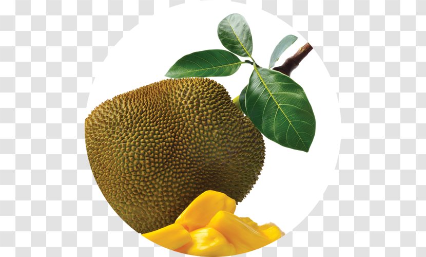 Jackfruit Fruit Tree Food Vegetable - Ripening Transparent PNG