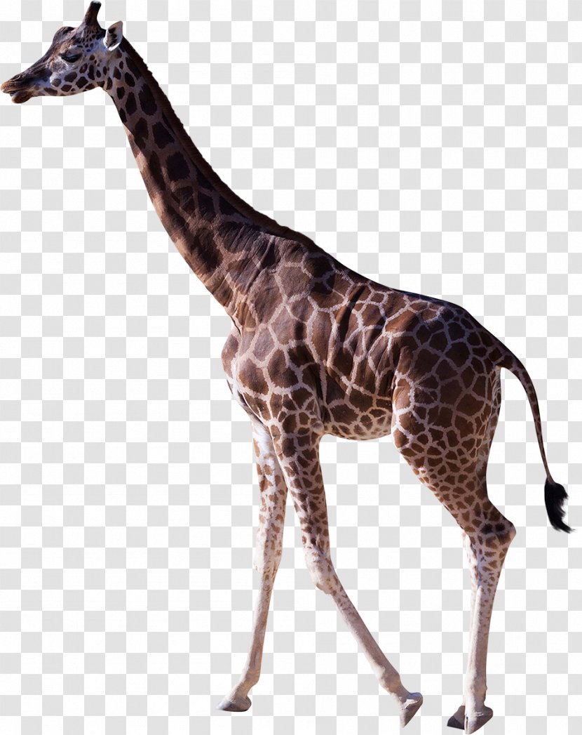 Northern Giraffe Stock Photography Mammal Transparent PNG