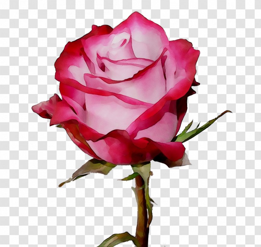 Garden Roses Cabbage Rose Floribunda Cut Flowers Floristry - Petal - Camellia Transparent PNG