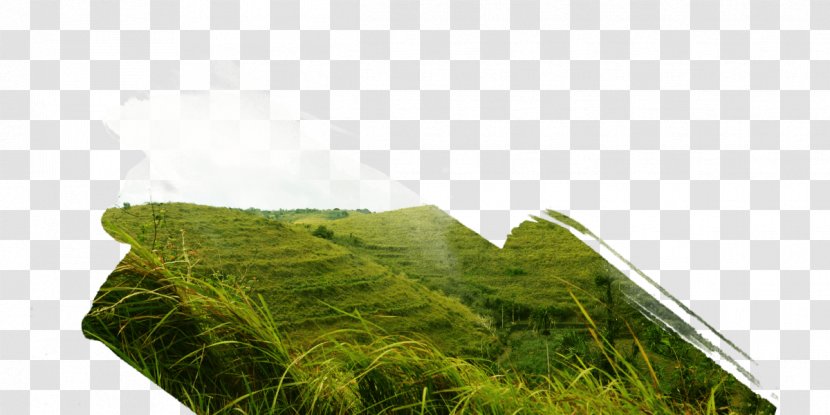 Paket Tour Nusa Penida Trip Travel Vegetation - Meadow Transparent PNG