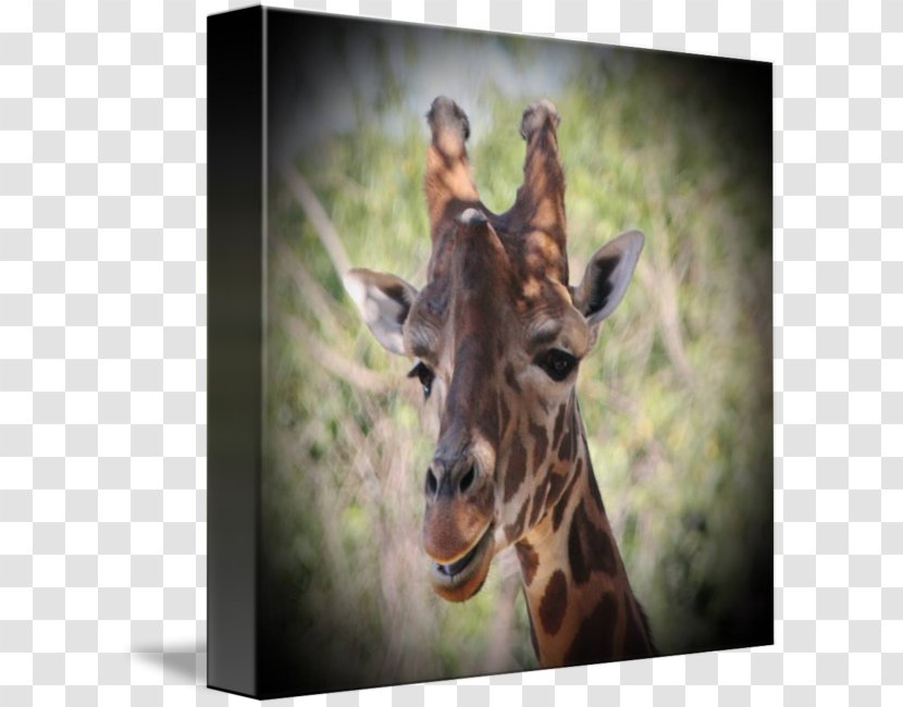 Giraffe Fauna Wildlife Terrestrial Animal Snout - Mammal Transparent PNG