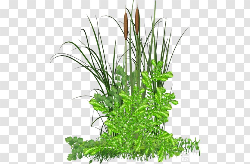 Grass Herbaceous Plant PhotoFiltre Clip Art - Aquarium Decor - Easter Party Flyer Transparent PNG