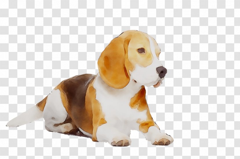 Beagle Puppy Dog Breed Companion Hound - Snout - Ear Transparent PNG
