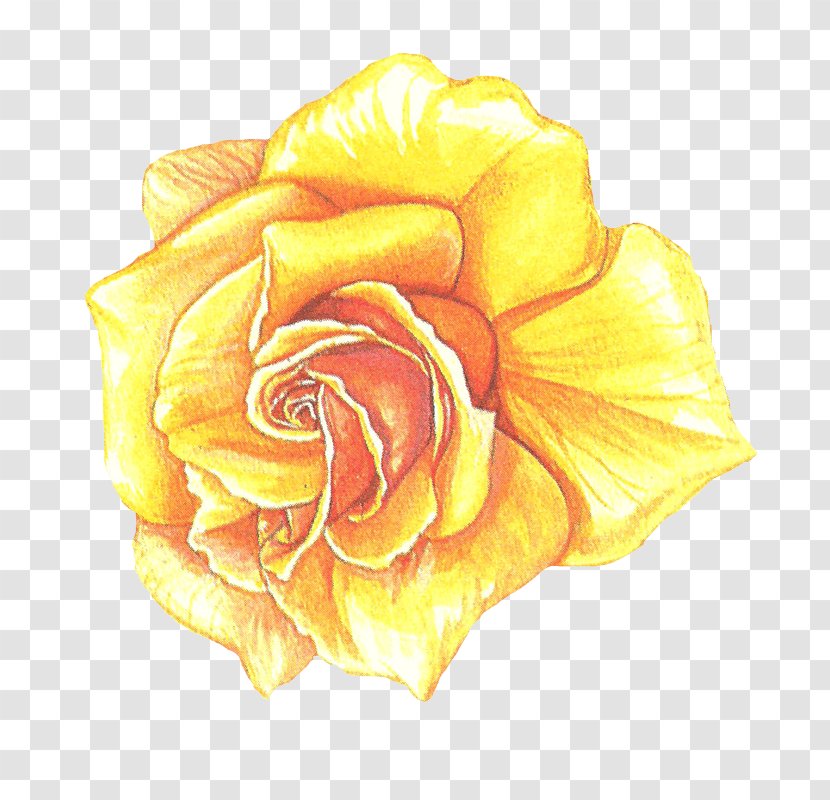 Garden Roses Cabbage Rose Drawing Cut Flowers Petal - Flower Transparent PNG