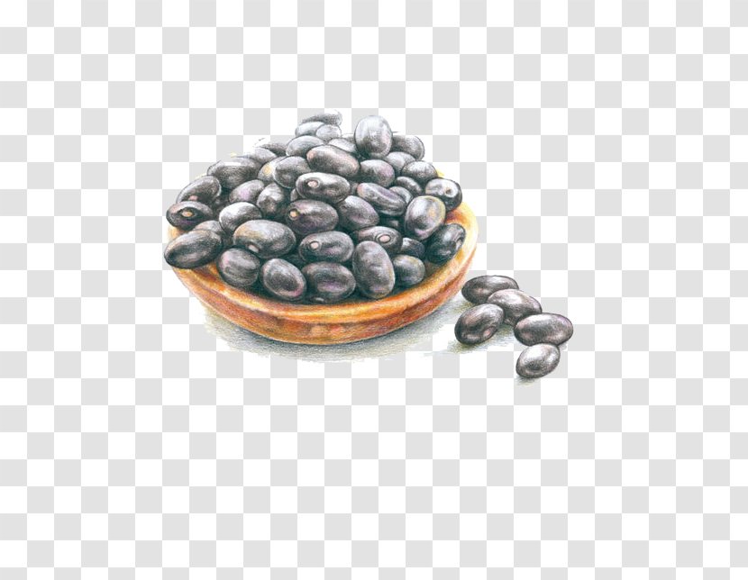 Blueberry Illustration - Berry - Black Beans Transparent PNG
