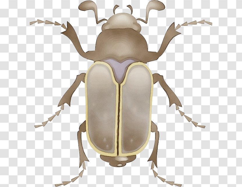 Insect Stag Beetles Beetle Elephant Cetoniidae - Blister Weevil Transparent PNG