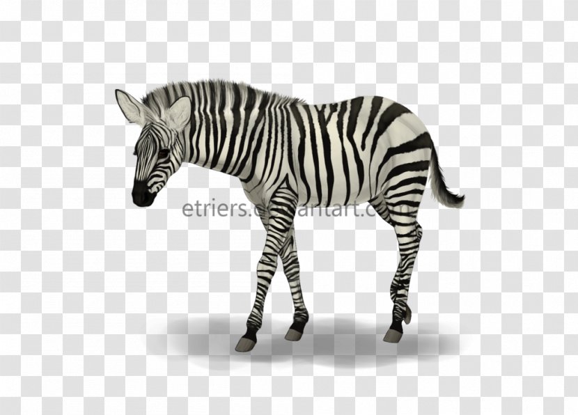 Quagga Neck Mane White Snout - Baby Zebra Transparent PNG