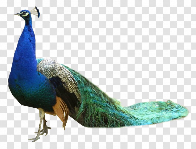 Bird Peafowl - Peacock Dance Transparent PNG