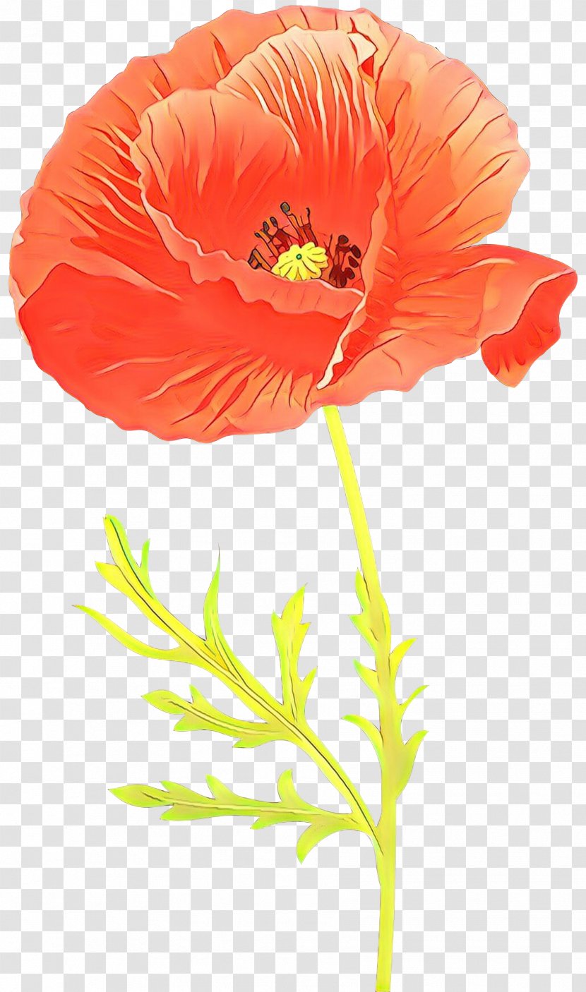 Orange - Corn Poppy - Cut Flowers Transparent PNG