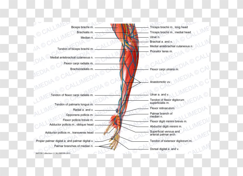 Nerve Muscle Forearm Anatomy - Watercolor - Mao Transparent PNG
