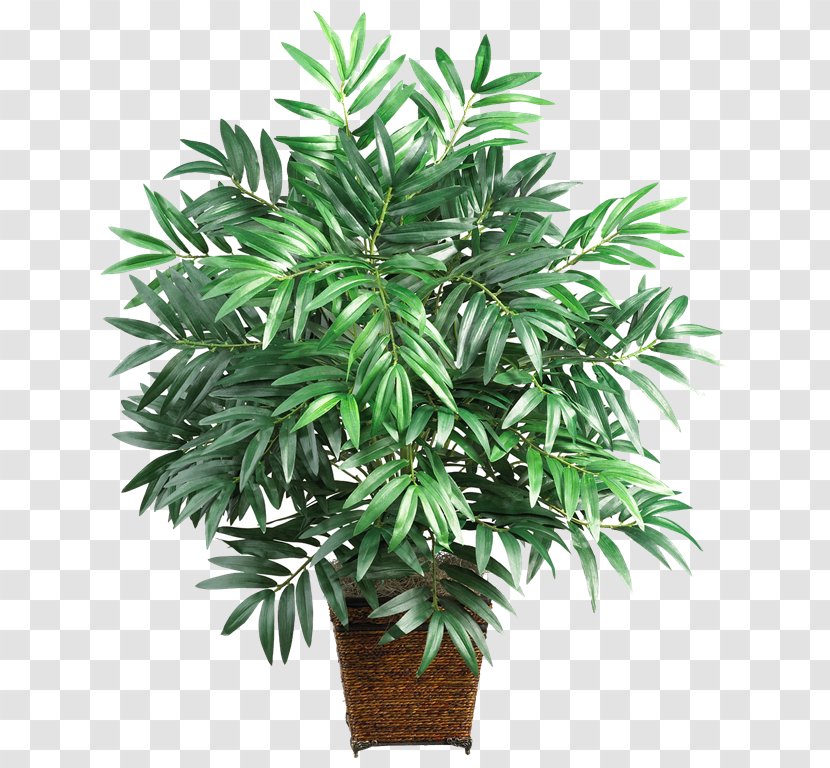 Areca Palm Lucky Bamboo Arecaceae Houseplant - Evergreen - House Transparent PNG