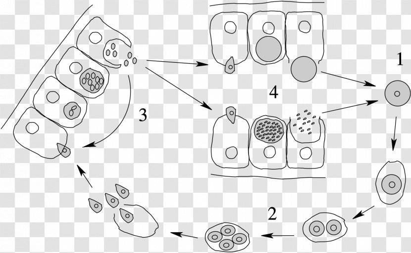 Apicomplexan Life Cycle Merozoit Protozoa Esporozoíto - Apicomplexa - Drawing Transparent PNG