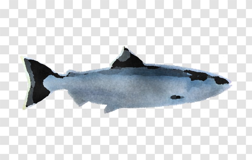 Shark - Sockeye Salmon - Fish Products Transparent PNG