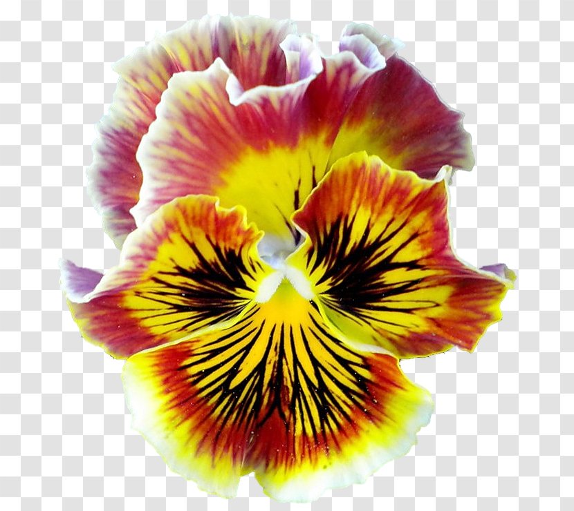 Pansy Close-up - Pansies Transparent PNG