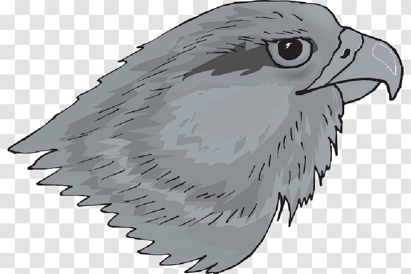 Bird Red-tailed Hawk Clip Art - Redtailed Transparent PNG